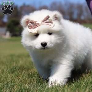 Millie, Samoyed Puppy